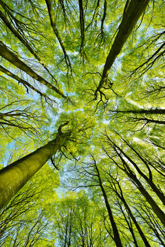 Forest Of Tall Beech Trees In Early Spring, Low Angle Shot, Fresh Green Leaves