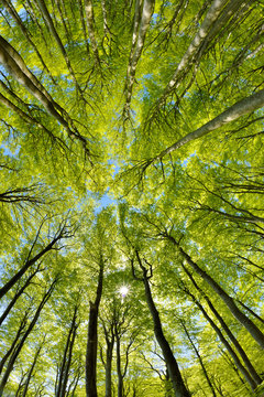 Forest of Beech Trees in Early Spring, from below, fresh green leaves