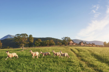 Fototapeta premium Carpathians, Ukraine. Journey in the mountains. Hiking Travel Lifestyle concept beautiful mountains landscape on background Summer vacations activity outdoor. Flock of sheep in the carpathians