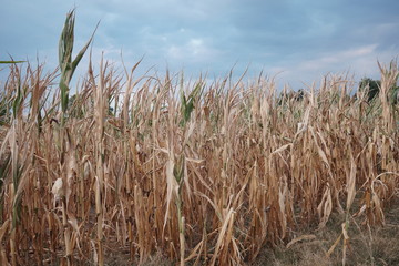 Dürre in der Landwirtschaft