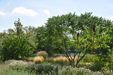 Gartenbepflanzung aus Gr&auml;sern und Sumach