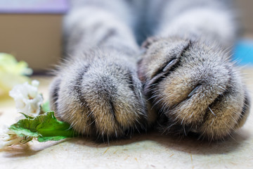 Gray cat paws. Pet