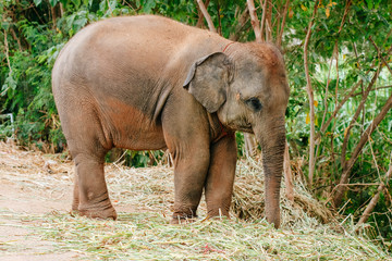 Fototapeta premium Elephant calf ( baby elephant ) in Thailand.