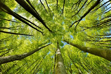 Türaufkleber Wälder Buchenwald im zeitigen Frühjahr, von unten, frische grüne Blätter