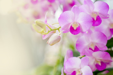 Fototapeta na wymiar dendrobium orchid flower,in soft focus, on blurred background with copy space