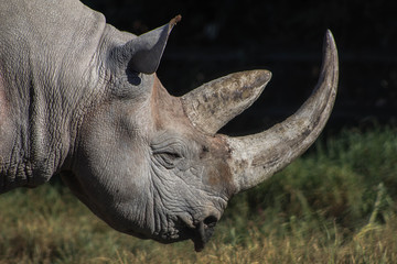 Naklejka premium rinoceronte en cautiverio, especie protegida