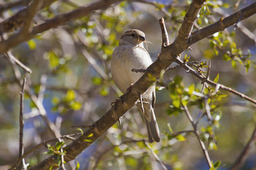 Russet sparrow, Passer rutilans, Sattal, Uttarakhand, India