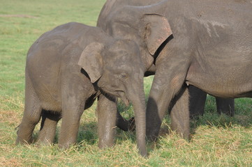 Fototapeta premium Asian Elephants in Sri Lanka
