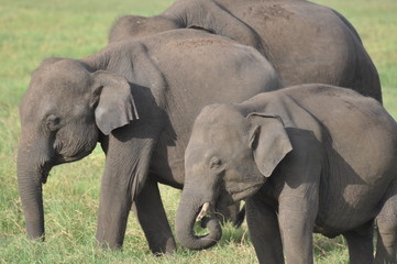 Fototapeta premium Asian Elephants in Sri Lanka