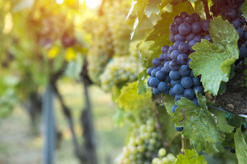 vignoble avec des raisins mûrs en campagne au coucher du soleil