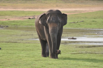 Fototapeta premium Asian Elephants in Sri Lanka