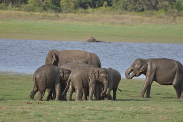 Naklejka na ściany i meble Asian Elephants in Sri Lanka