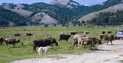 Wooden fences to protect the pasture of cows