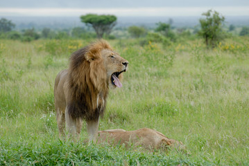 Male lion with large mane standing in lush green savannah grass yawning with mouth open showing tongue and teeth