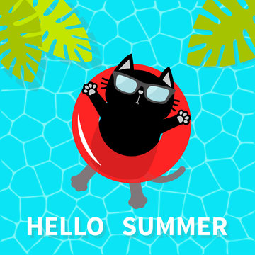 Hello Summer. Swimming pool water. Black cat floating on red pool float water circle. Top air view. Sunglasses. Lifebuoy. Palm tree leaf. Cute cartoon relaxing character. Flat design.