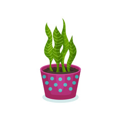 Snake indoor house plant in a pot, element for decoration home interior vector Illustration on a white background