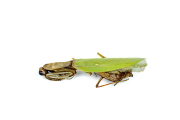 Dead female european mantis