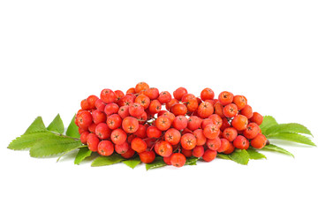 Rowan berries with leaves isolated on white background