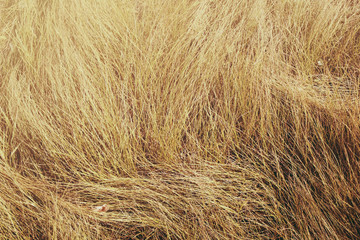 Grass under the sun in summer. View from above