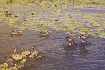Ducks on the rocks in the river on a summer sunny day