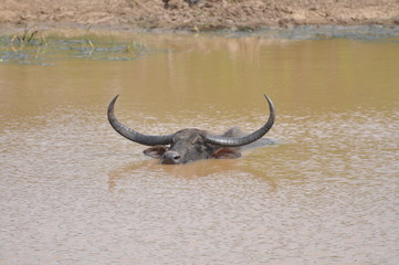 wildlife sri lanka gnu bird