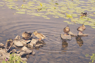 Ducks on the rocks in the river on a summer sunny day