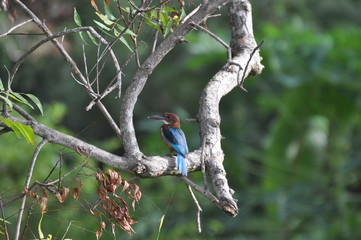 group of kingfishers sitting on a tree