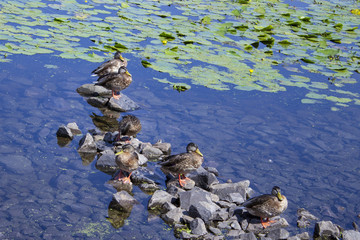 Ducks on the rocks in the river on a summer sunny day