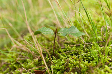 New life - plant sprout. Growth seed.