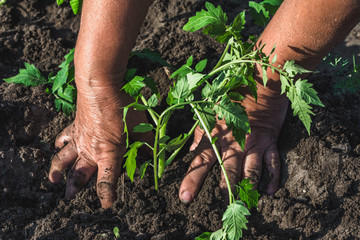 Gardener's hands planting seedlings in the garden. Spring gardening and organic farming concept.