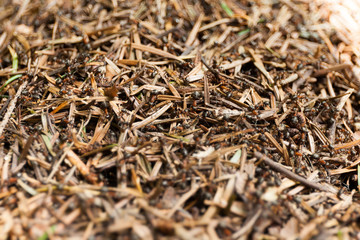 Ant hill home background, ant community or colony.