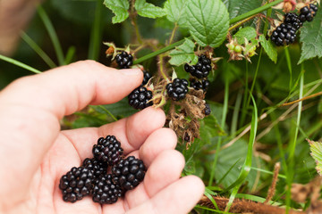 Blackberry bush plant, wild berry in forest.
