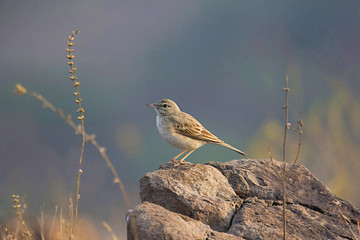 Tawny pipit, Anthus campestris, Saswad, Maharashtra, India