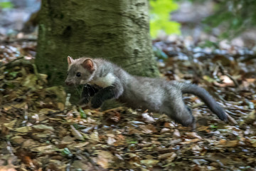 Stone marten, Martes foina, with clear green background. Detail portrait of forest animal. Small predator sitting on the beautiful green mossy tree trunk in the forest.