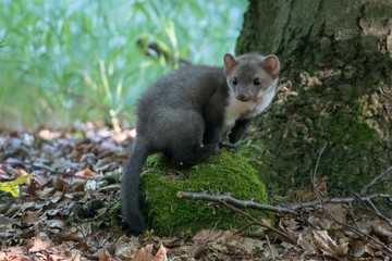Stone marten, Martes foina, with clear green background. Detail portrait of forest animal. Small predator sitting on the beautiful green mossy tree trunk in the forest.