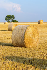 Round bales of straw at sunset scattered in a field of wheat recently harvested in the french countryside.