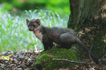 Stone marten, Martes foina, with clear green background. Detail portrait of forest animal. Small predator sitting on the beautiful green mossy tree trunk in the forest.