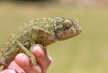 Hand holding a green chameleon