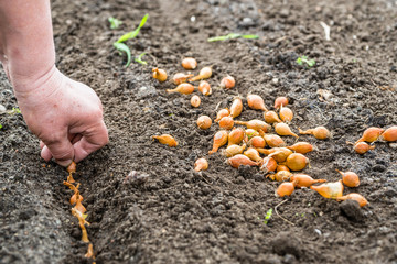Gardener planting onion in the vegetable garden. Spring gardening.