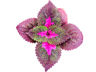 painted nettle white background