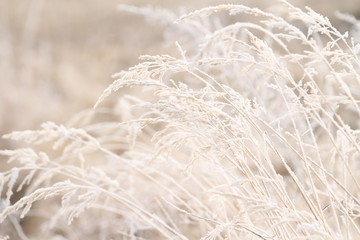 pure frost on grass in winter