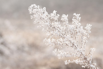 pure frost on grass in winter