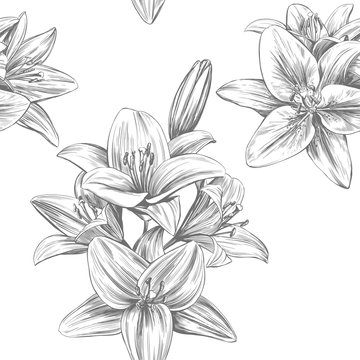 floral blooming lilies vector illustration hand drawn vector illustration realistic sketch