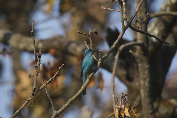 Verditer flycatcher, Eumyias thalassinus, Sattal, Uttarakhand, India