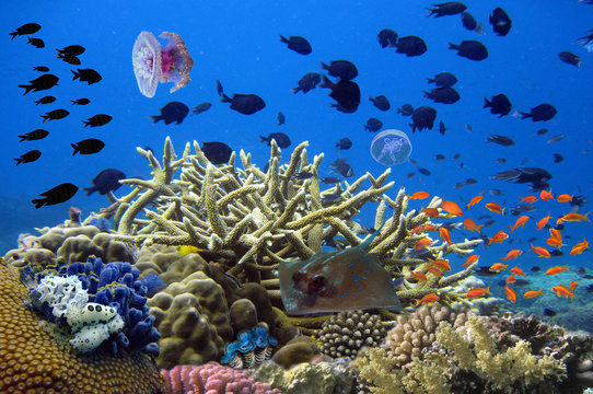 Stingray animal on the coral reef