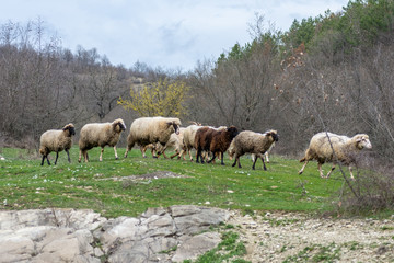 Naklejka na ściany i meble Sheeps in the mountain