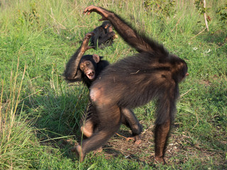 Chimpanzee consists of two extant species: the common chimpanzee and the bonobo. Together with...