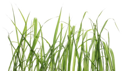 Green grass isolated on white background and texture, clipping path