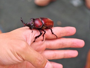 日本のカブトムシを触る子供の手