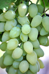 Cluster grapes with berries
